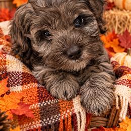 Linda - Merle female Cockapoo puppy in Miami, Florida from Peshos Cockapoos