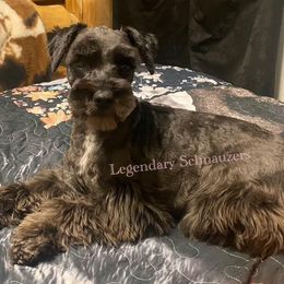 Gwen - Miniature Schnauzer
