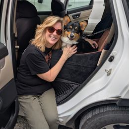 Ling now Fig - Black and tan male Pembroke Welsh Corgi puppy in Charleston, West Virginia from Lone Pine Corgis