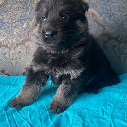 Teal collar boy - Black and red male German Shepherd puppy in Coleta, Illinois from Four Leaf Farm- Vom Vierblättriges Bauernhof