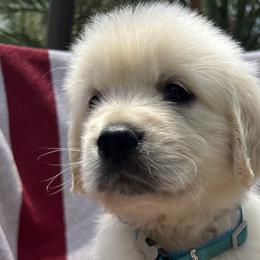 Girl 4 - Golden Retriever puppy in South Carolina from Carolina Point Retrievers
