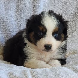 Miniature American Shepherd Puppies from Little Creek Minis and Standards