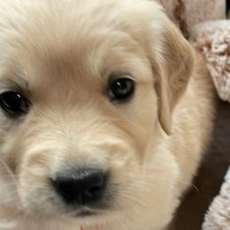 Golden Retriever Puppies from Family Loved Golden Retrievers