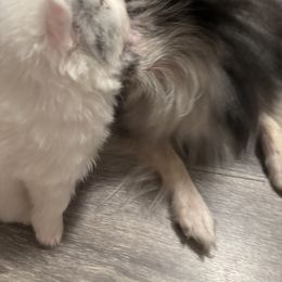 Pomeranian Puppies from Wickedly Cute Puppies