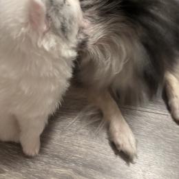 Pomeranian Puppies from Wickedly Cute Puppies