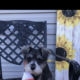 Miniature Schnauzer All Grown Up from Shuna Oliver