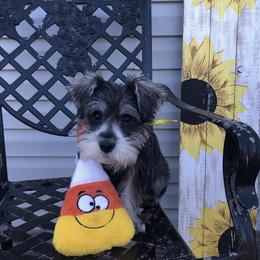Miniature Schnauzer All Grown Up from Shuna Oliver