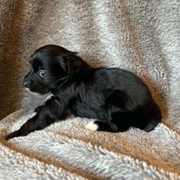DaoDog Odile Happyend - Black female Chinese Crested puppy in Highland Park, Michigan from Family Kennel Dao Dog