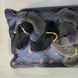 Purple Collar: Female - Gray brindle female Cane Corso puppy in St. Cloud, Florida from Magical Creature Cane Corso