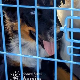 Nixie - Australian Shepherd puppy from Heaven Scent Aussies