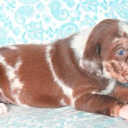 Trilby - Red merle Catahoula Leopard Dog puppy in Potsdam, New York from Spot On Catahoula Leopard Dogs