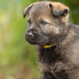 Boy 5 - Sable German Shepherd puppy in Franklin, Vermont from Vom Kiefernhaus