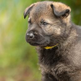 Boy 5 - Sable German Shepherd puppy in Franklin, Vermont from Vom Kiefernhaus