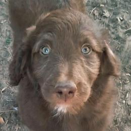 Duke - Brown and white male Aussiedoodle puppy in Grand Saline, Texas from Aussies Acre