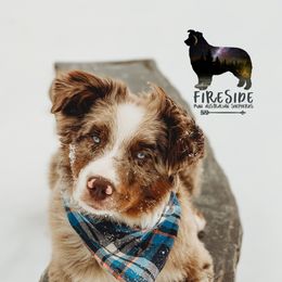 Miniature Australian Shepherds and Toy Australian Shepherds from Fireside Toy & Mini Aussies