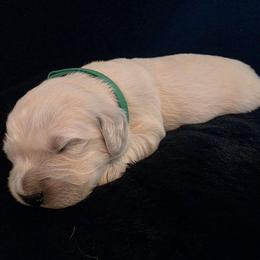 Rabbit( Green boy) - Light golden male Golden Retriever puppy in Clarksville, Tennessee from 255 Goldens