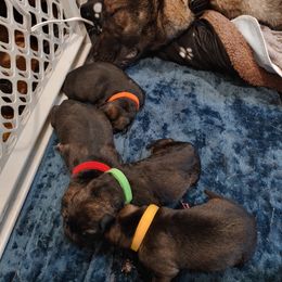 German Shepherd Puppies from Rose Valley German Shepherds
