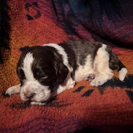Roanan - Liver white and roan male English Springer Spaniel puppy in Liverpool, Pennsylvania from Breezy Acres Stock & Sporting Dogs