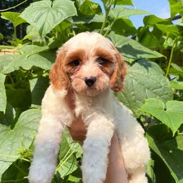 Boy 6 - White male Cavapoo puppy in Knoxville, Tennessee from Shannan's Cavapoos