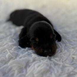 Bentley - Black and tan female Dachshund puppy in Colbert, Oklahoma from Brooke Crenshaw