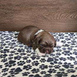 Trixy Boy 1 - Liver male Shih Tzu puppy in Meadows Of Dan, Virginia from Walt’s Shih Tzus