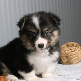 Acorn (Fluffy) - Black and tan male American Corgi puppy in Fayetteville, Arkansas from Intergalactic Corgis