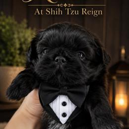Roma price is 2200 - Black male Shih Tzu puppy in Kempner, Texas from Shih Tzu Reign