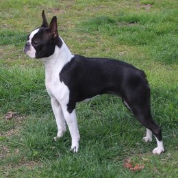 Boston Terriers, Cavalier King Charles Spaniels, French Bulldogs, and Golden Retrievers from Promise Land