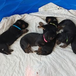 "K litter, Spring 2022" German Shepherd Puppies from Schonwasser Shepherds