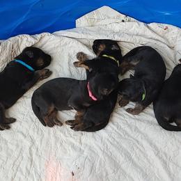 "K litter, Spring 2022" German Shepherd Puppies from Schonwasser Shepherds
