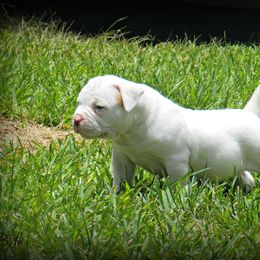 American Bulldog and French Bulldog Puppies from BackyardfinestBullys