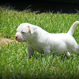 American Bulldog and French Bulldog Puppies from BackyardfinestBullys