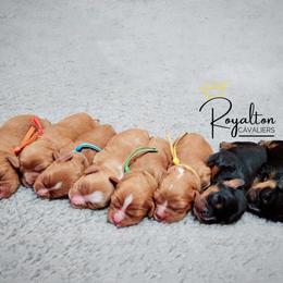 Cavalier King Charles Spaniel Puppies from Royalton Cavaliers