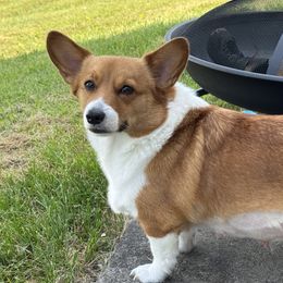 Pembroke Welsh Corgis from MB Corgis