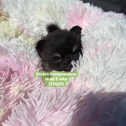 Black and tan boy 2800 no breeding rights - Black and tan male Pomeranian puppy in Kentucky from Em&M Pomeranians