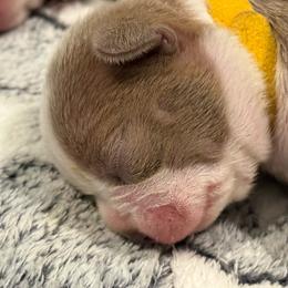 Diwali - Fawn male Boston Terrier puppy in Monroe, Washington from Nordkyn Boston Terriers
