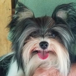 Cowboy - Yorkshire Terrier