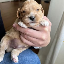 Cavalier King Charles Spaniel and Cavapoo Puppies from CK Cavaliers