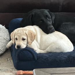 Labrador Retriever Puppies from Findaway Labradors