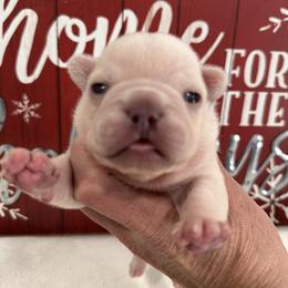Cream (Green Collar) - Cream male French Bulldog puppy in Smithfield, North Carolina from Roughneck Frenchies