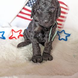 Poodle Puppies from Future Pioneers Farming