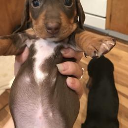 Dachshund Puppies from Hursh’s Hounds