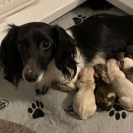 Dachshund puppies from WZ Kennels