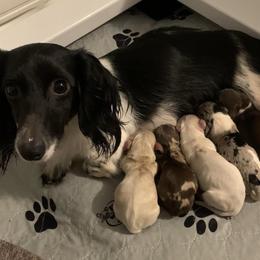 Dachshund puppies from WZ Kennels