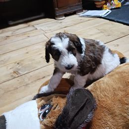Aussiedoodle Puppies from Lotadoodle Farms