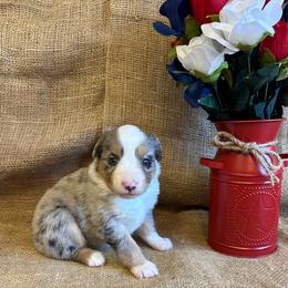 Athena - Blue merle female Miniature American Shepherd puppy in Kalama, Washington from Lone Pine Miniature American Shepherds