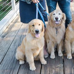 Golden Retrievers from Ethos Golden Retrievers