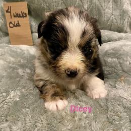 Dicey - Blue merle female Australian Shepherd puppy in Wisconsin Dells, Wisconsin from Nicara kennel