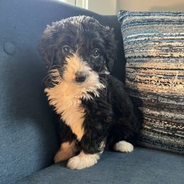 Bernedoodle Puppies from East Coast Bernedoodles