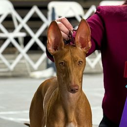 Akira - Cirneco dell’Etna
